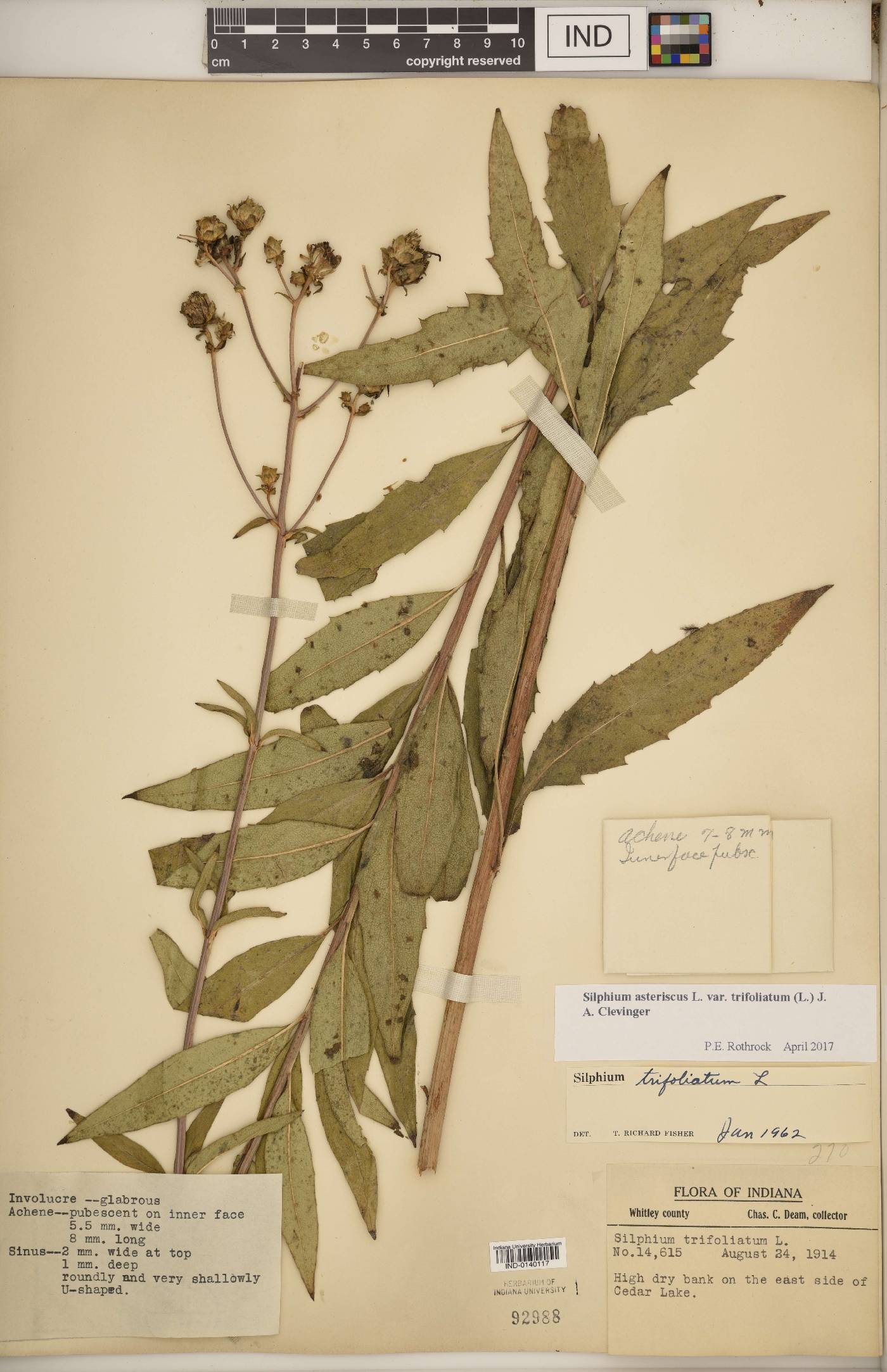 Silphium asteriscus var. trifoliatum image
