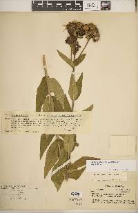 Silphium integrifolium image