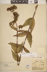 Silphium integrifolium var. integrifolium image