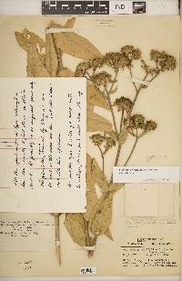 Silphium integrifolium var. deamii image