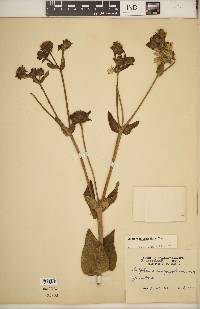 Silphium integrifolium image