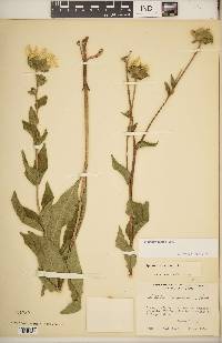 Silphium radula image