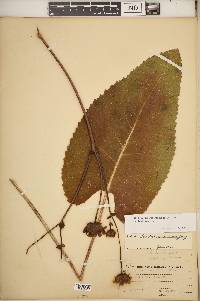 Silphium terebinthinaceum var. terebinthinaceum image