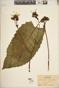 Silphium terebinthinaceum image