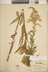 Solidago altissima subsp. altissima image