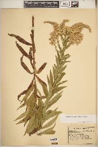 Solidago altissima subsp. altissima image