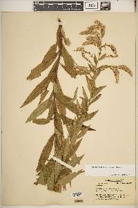 Solidago altissima subsp. altissima image