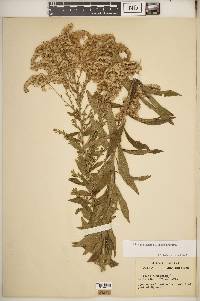 Solidago altissima subsp. altissima image