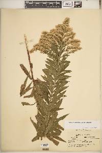 Solidago altissima subsp. altissima image