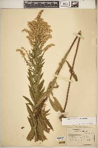 Solidago altissima subsp. altissima image