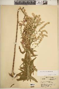 Solidago altissima subsp. altissima image