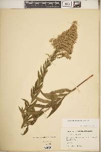 Solidago altissima subsp. altissima image