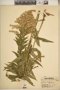 Solidago altissima subsp. altissima image