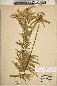 Solidago altissima subsp. altissima image