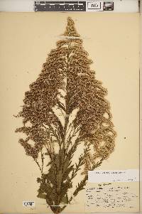 Solidago altissima subsp. altissima image