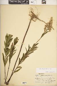 Solidago altissima subsp. altissima image