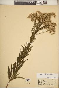 Solidago altissima subsp. altissima image