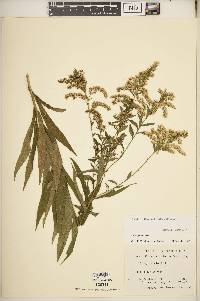 Solidago altissima subsp. altissima image