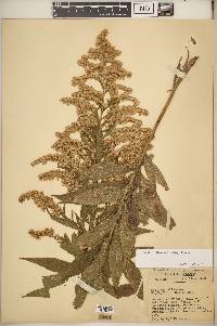 Solidago altissima subsp. altissima image