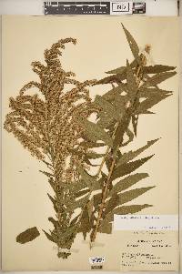 Solidago altissima subsp. altissima image