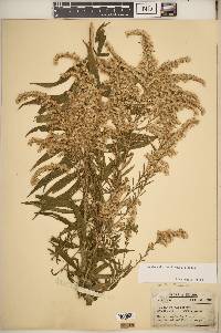 Solidago altissima subsp. altissima image