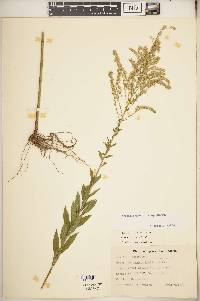 Solidago altissima subsp. altissima image