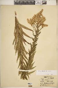 Solidago altissima subsp. altissima image