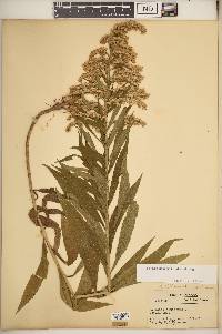 Solidago altissima subsp. altissima image