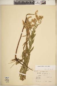 Solidago altissima subsp. altissima image