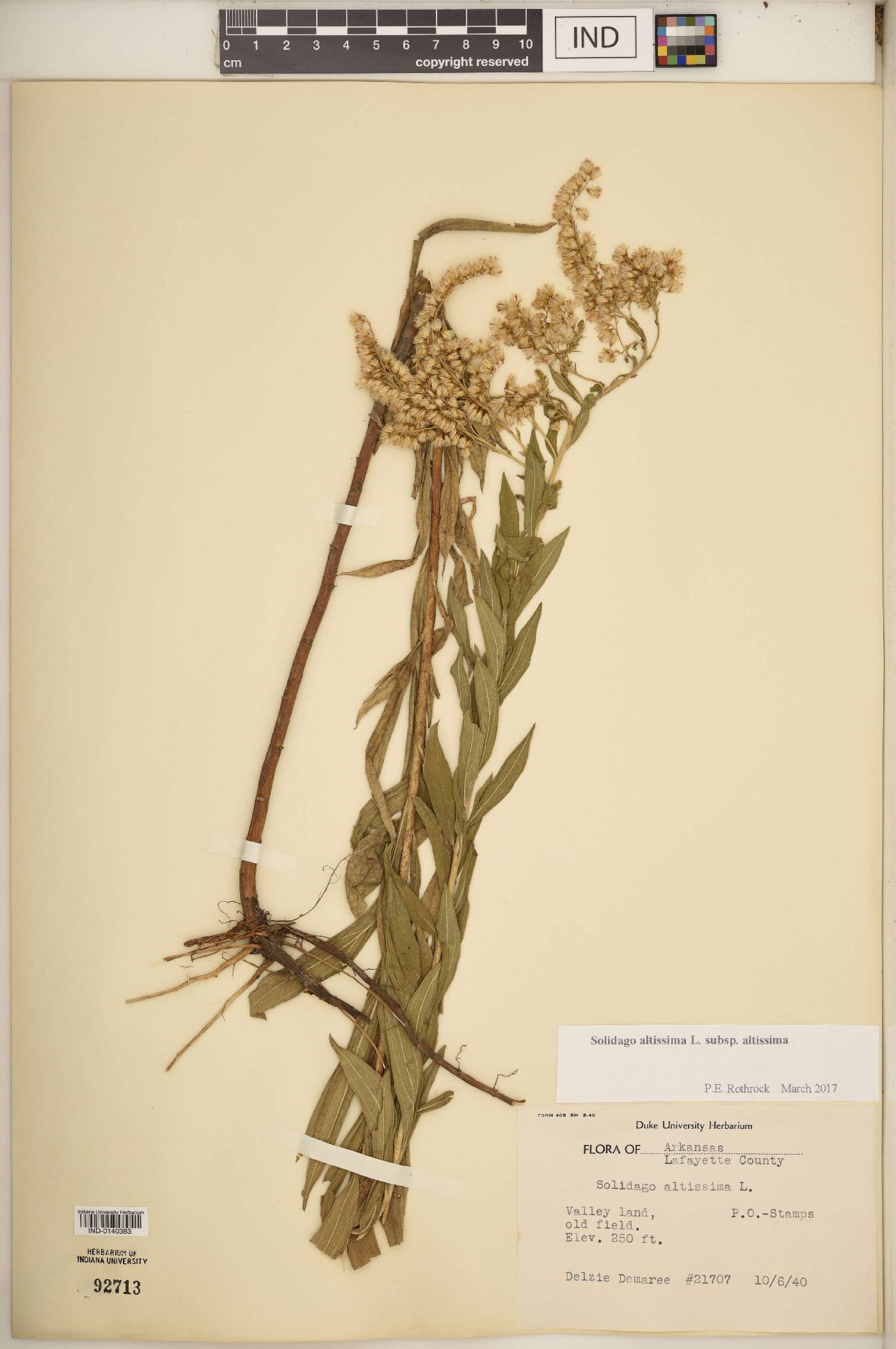 Solidago altissima subsp. altissima image