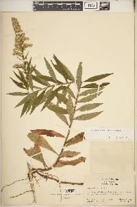 Solidago altissima subsp. altissima image