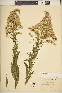 Solidago altissima subsp. altissima image