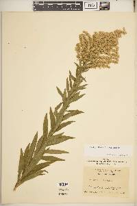 Solidago altissima subsp. altissima image