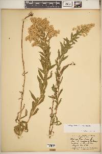 Solidago altissima subsp. altissima image