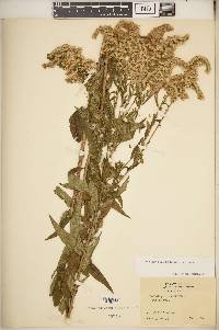 Solidago altissima subsp. altissima image