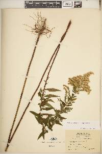 Solidago altissima subsp. altissima image