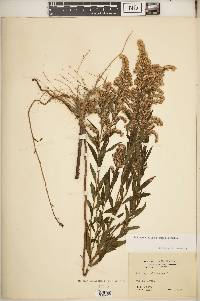 Solidago altissima subsp. altissima image