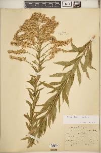 Solidago altissima subsp. altissima image