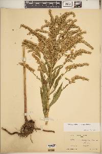 Solidago altissima subsp. altissima image