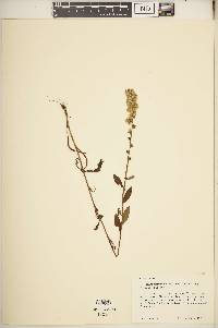 Solidago bicolor image