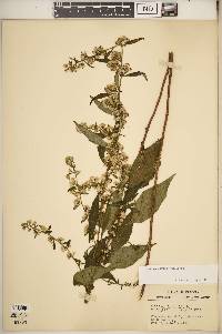 Solidago caesia var. caesia image