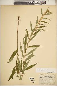 Solidago caesia var. caesia image