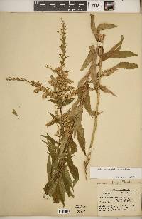 Solidago canadensis var. canadensis image