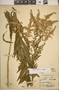 Solidago canadensis var. canadensis image