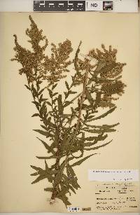 Solidago canadensis var. hargeri image