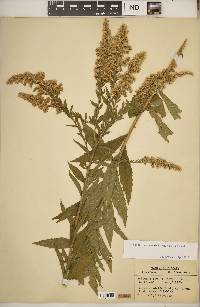 Solidago canadensis var. hargeri image