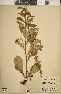 Solidago erecta image