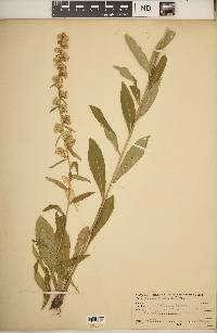 Solidago erecta image