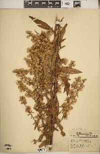 Solidago erecta image