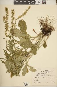 Solidago erecta image